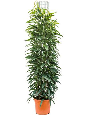 Ficus amstel king, Sule 180, im 31cm Topf, Hhe 160cm, Breite 60cm