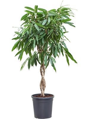 Ficus amstel king, Stamm gefl., im 31cm Topf, Hhe 140cm, Breite 50cm