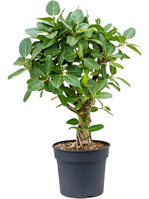 Ficus benghalensis 'Audrey', Verzweigt, im 40cm Topf, Höhe 110cm, Breite 85cm
