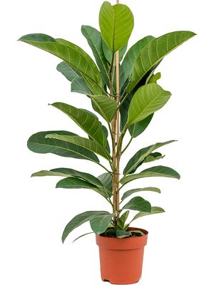 Ficus benghalensis 'Roy', Tuff, im 21cm Topf, Höhe 90cm, Breite 50cm