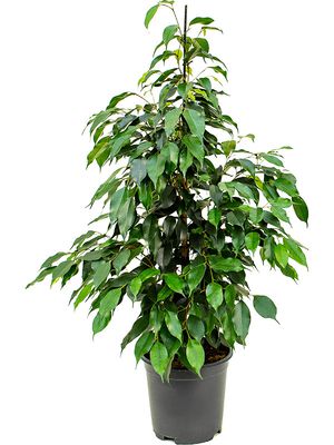 Ficus benjamina 'Danielle', Tuff, im 21cm Topf, Höhe 90cm, Breite 45cm