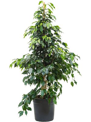Ficus benjamina 'Danielle', Tuff, im 27cm Topf, Höhe 115cm, Breite 70cm