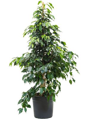Ficus benjamina 'Danielle', Tuff, im 27cm Topf, Höhe 115cm, Breite 70cm Ficus benjamina 'Danielle', Tuff, im 27cm Topf, Höhe 115cm, Breite 70cm