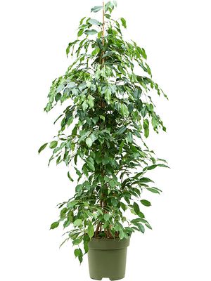 Ficus benjamina 'Exotica', Tuff, im 27cm Topf, Hhe 140cm, Breite 60cm