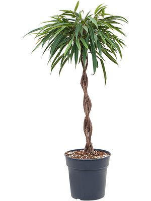 Ficus binnendijkii 'Alii'i, Stamm geflochten, im 24cm Topf, Hhe 90cm, Breite 45cm