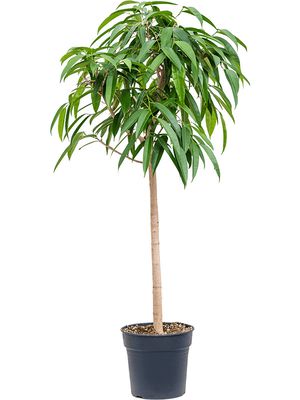 Ficus binnendijkii 'Amstel King', Stamm, im 30cm Topf, Höhe 170cm, Breite 80cm