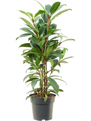 Ficus cyathistipula 'Compacta', Busch, im 17cm Topf, Hhe 65cm, Breite 35cm