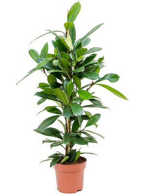 Ficus cyathistipula, Tuff, im 21cm Topf, Höhe 90cm, Breite 40cm Ficus cyathistipula, Tuff, im 21cm Topf, Höhe 90cm, Breite 40cm