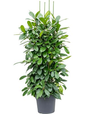 Ficus cyathistipula, Tuff, im 38cm Topf, Höhe 170cm, Breite 60cm