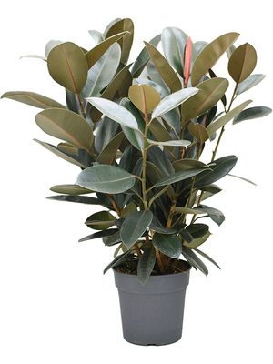 Ficus elastica 'Abidjan', Busch, im 30cm Topf, Höhe 110cm, Breite 90cm