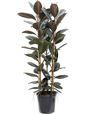 Ficus elastica 'Abidjan', Tuff 3pp, im 35cm Topf, Höhe 160cm, Breite 70cm