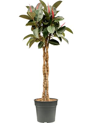 Ficus elastica 'Burgundy', Stamm geflochten, im 30cm Topf, Hhe 140cm, Breite 65cm