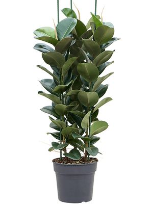 Ficus elastica 'Clo', Tuff 3pp, im 34cm Topf, Hhe 140cm, Breite 55cm