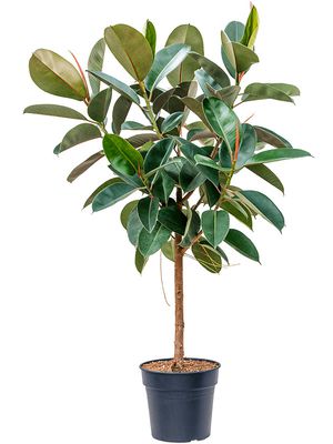 Ficus elastica 'Robusta', Stamm, im 30cm Topf, Höhe 150cm, Breite 80cm