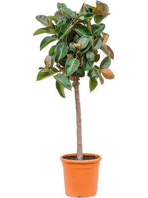 Ficus elastica 'Robusta', Stamm, im 33cm Topf, Höhe 140cm, Breite 65cm