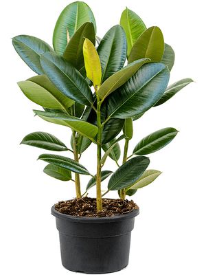 Ficus elastica 'Robusta', Tuff, im 21cm Topf, Höhe 50cm, Breite 40cm
