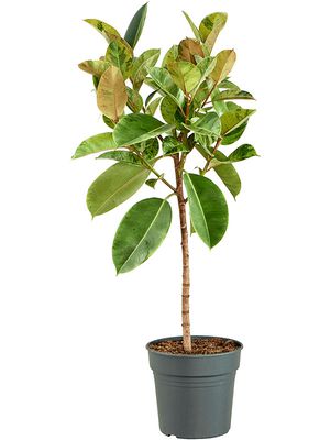 Ficus elastica 'Shivereana Moonshine', Stamm, im 30cm Topf, Hhe 140cm, Breite 55cm