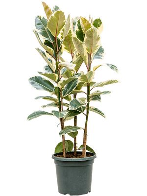 Ficus elastica 'Tineke', Tuff 3pp, im 38cm Topf, Höhe 140cm, Breite 60cm