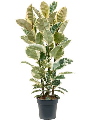 Ficus elastica 'Tineke', Tuff, im 30cm Topf, Höhe 150cm, Breite 60cm