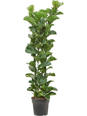 Ficus lyrata 'Bambino', Tuff, im 30cm Topf, Hhe 150cm, Breite 50cm