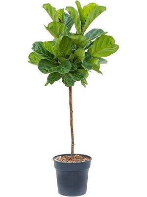 Ficus lyrata, Stamm, im 30cm Topf, Höhe 140cm, Breite 70cm