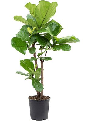 Ficus lyrata, Verzweigt, im 27cm Topf, Höhe 120cm, Breite 60cm