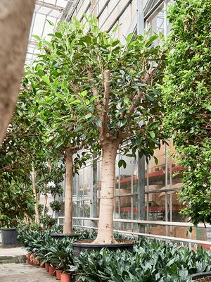 Ficus macrophylla, Stamm