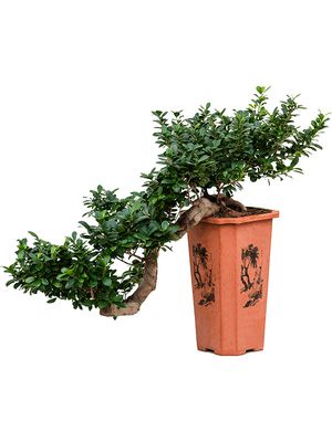 Ficus microcarpa 'Compacta', Bonsai (170-200), im 26/26/43cm Topf, Höhe 70cm, Breite 70cm