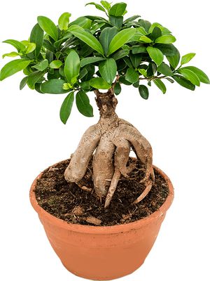 Ficus microcarpa 'Ginseng', Bonsai, im 22cm Topf, Höhe 45cm, Breite 20cm