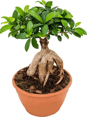 Ficus microcarpa 'Ginseng', Bonsai, im 22cm Topf, Hhe 45cm, Breite 20cm