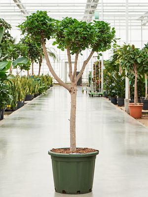 Ficus microcarpa 'Moclame' (150-180), Verzweigt/Multi krone, im 45cm Topf, Hhe 165cm, Breite 80cm