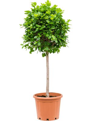 Ficus microcarpa 'Moclame', Stamm, im 44cm Topf, Höhe 160cm, Breite 70cm