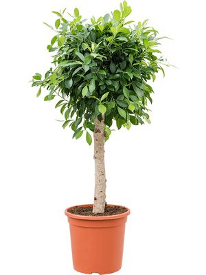 Ficus microcarpa 'Nitida', Stamm, im 30cm Topf, Höhe 125cm, Breite 55cm