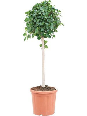 Ficus panda, Stamm, im 33cm Topf, Hhe 125cm, Breite 45cm