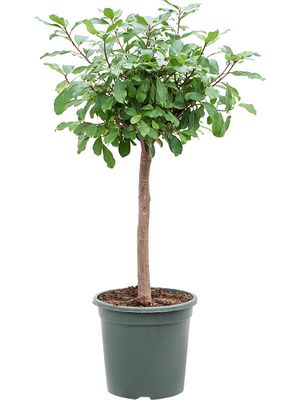 Ficus reflexa, Stamm, im 30cm Topf, Hhe 125cm, Breite 60cm