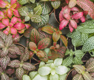 Silbernetzblatt &ndash; Fittonia Pflege &ndash; ist sie giftig? Mit Video!