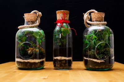 Flaschengarten anlegen &ndash; mit wenigen Handgriffen zu einem dekorativen Biotop