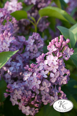 Flieder, Edelflieder Amethyst