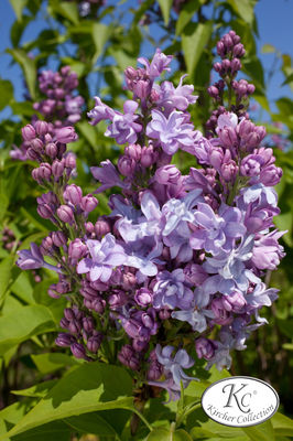 Syringa vulgaris 'Nadezhda'