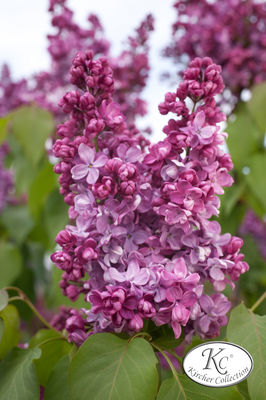 Syringa vulgaris 'Prince Wolkonsky'