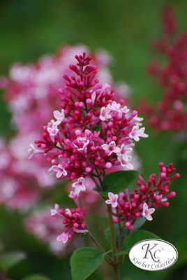 Syringa microphylla 'Superba' - Kircher Collection