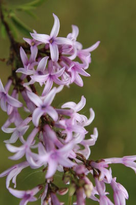 Fliederstämmchen Afghanischer Flieder, Syringa afghanica Fliederstämmchen Afghanischer Flieder, Syringa afghanica