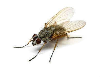 Fliegenfalle selber bauen f&uuml;r innen und au&szlig;en &ndash; mit Hausmittel gegen l&auml;stige Fliegen