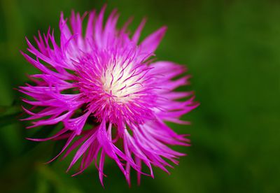 Flockenblume im Garten: Pflanzen, Standort und Schneiden