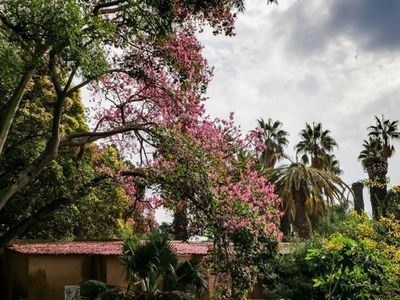 Der Florettseidenbaum - tropischer Blütentraum in Rosa