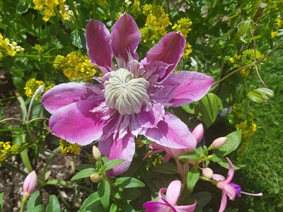 Auch ein Survival-Garten braucht pinke Blumen