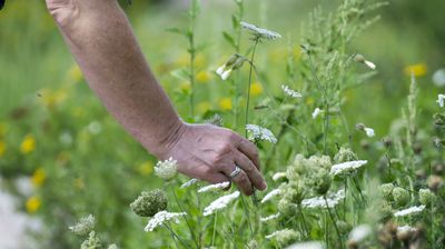 Essbare Wildkr&auml;uter erkennen