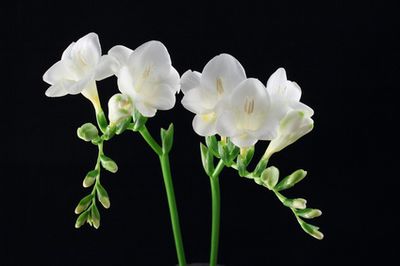 Freesia Pflege – Standort & Überwinterung