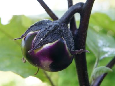 Auberginen berwintern, Lubera