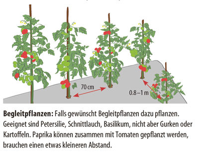 Begleitpflanzen zu Tomaten pflanzen